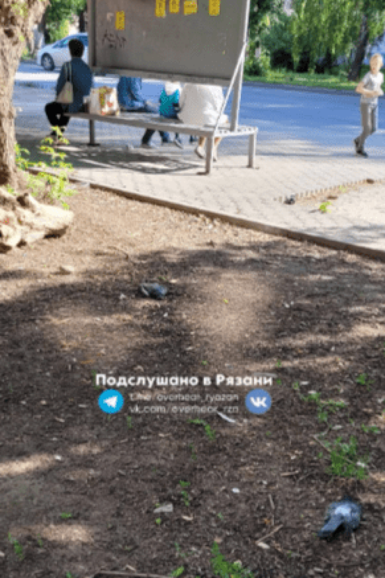Туристка, приехавшая в Рязань, сообщила о мертвых голубях