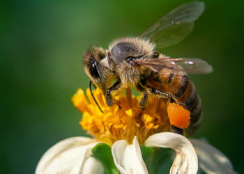 Пчеловодов Шиловского района предупредили об обработке полей пестицидами Пчеловодов Шиловского района предупредили об обработке полей пестицидами