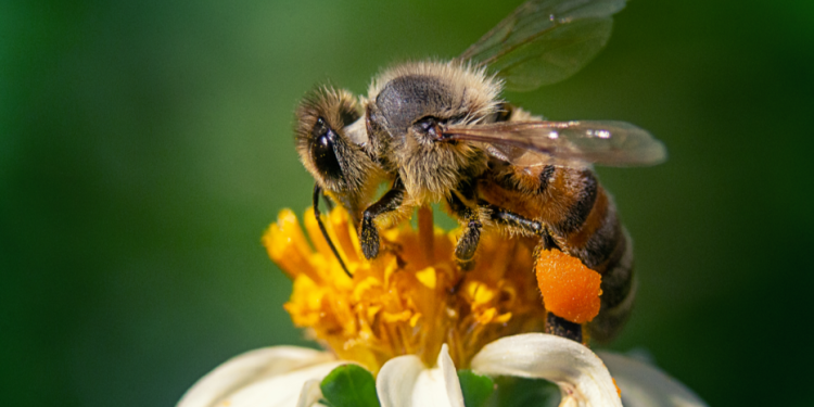 Пчеловодов Шиловского района предупредили об обработке полей пестицидами Пчеловодов Шиловского района предупредили об обработке полей пестицидами