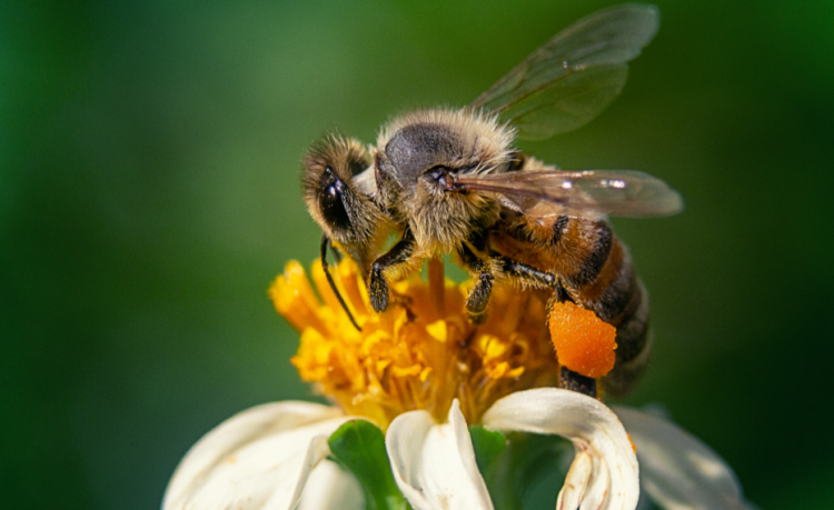 Пчеловодов Шиловского района предупредили об обработке полей пестицидами