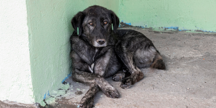 Рязанцев приглашают на выставку бездомных животных «Пойдем домой»