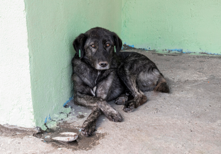Рязанцев приглашают на выставку бездомных животных "Пойдем домой"