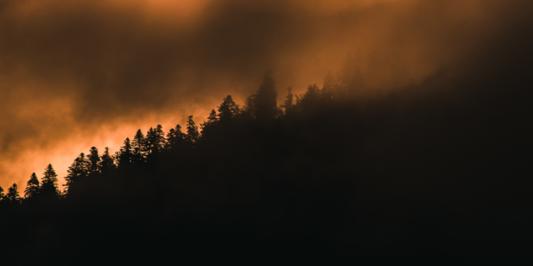 За минувшую неделю в Рязанской области произошел лесной пожар За минувшую неделю в Рязанской области произошел лесной пожар