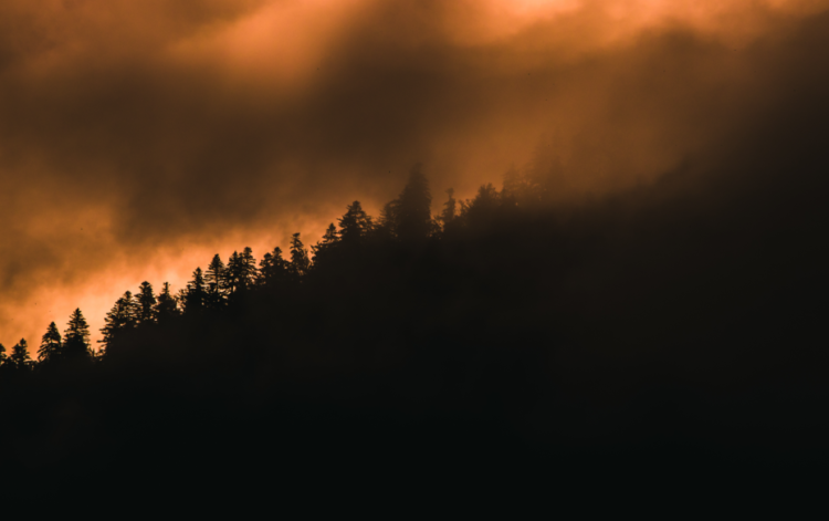 За минувшую неделю в Рязанской области произошел лесной пожар