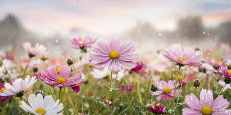 В среду в Рязанской области ожидается кратковременный дождь и до +28 градусов