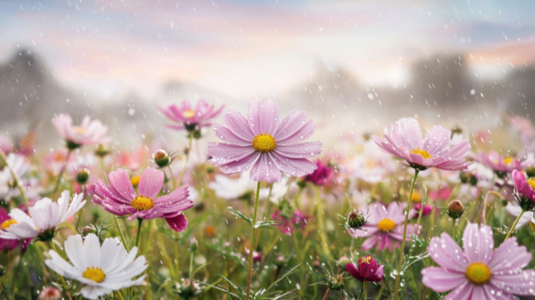 В среду в Рязанской области ожидается кратковременный дождь и до +28 градусов