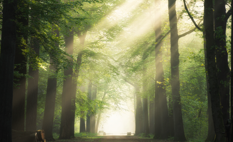 Трое рязанцев оштрафованы за нарушение особого противопожарного режима в регионе