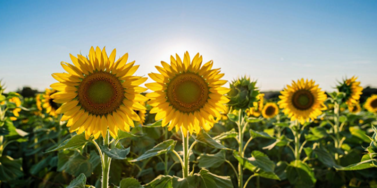 Метеоролог Точенова: август в Центральной России будет умеренно теплым Метеоролог Точенова: август в Центральной России будет умеренно теплым