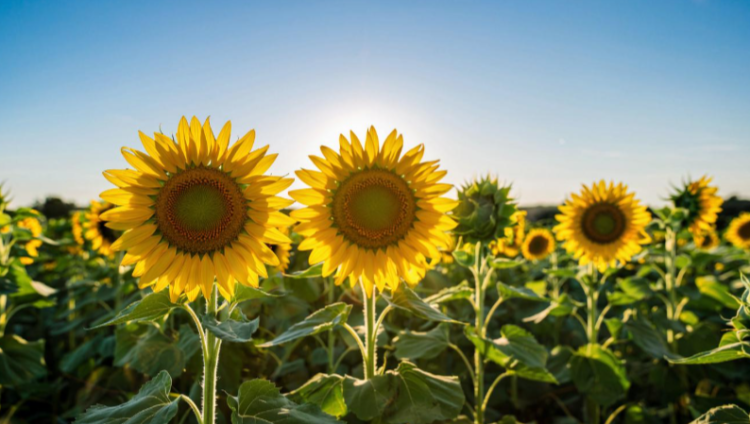 Метеоролог Точенова: август в Центральной России будет умеренно теплым