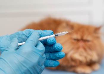 Россельхознадзор предупредил рязанцев о контрафактных препаратах для животных