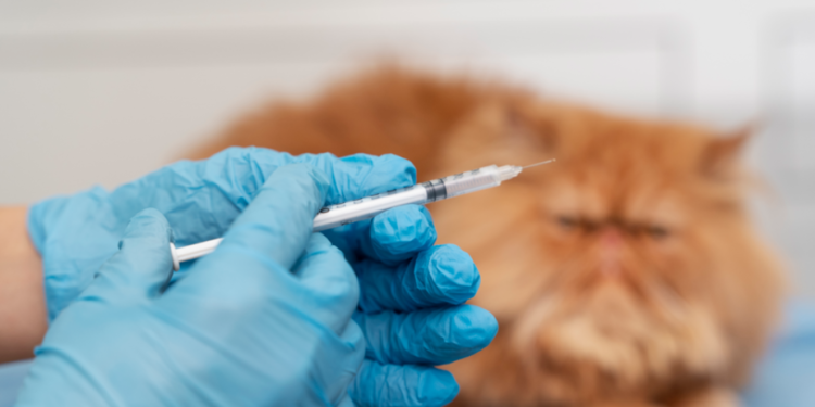 Россельхознадзор предупредил рязанцев о контрафактных препаратах для животных