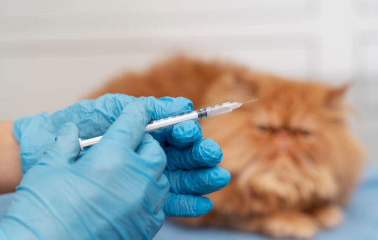 Россельхознадзор предупредил рязанцев о контрафактных препаратах для животных