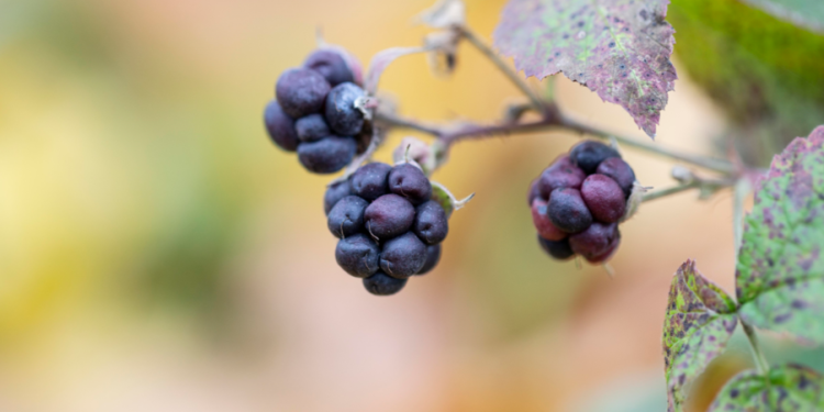 В рязанских лесах поспели ягоды, которые смертельно опасны для здоровья человека