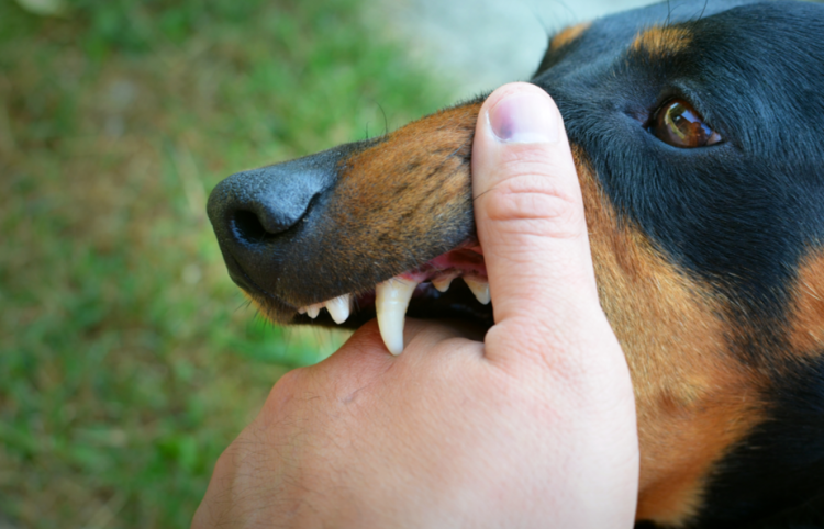 С начала 2025 года в Рязанском регионе зарегистрированы 4 случая бешенства животных