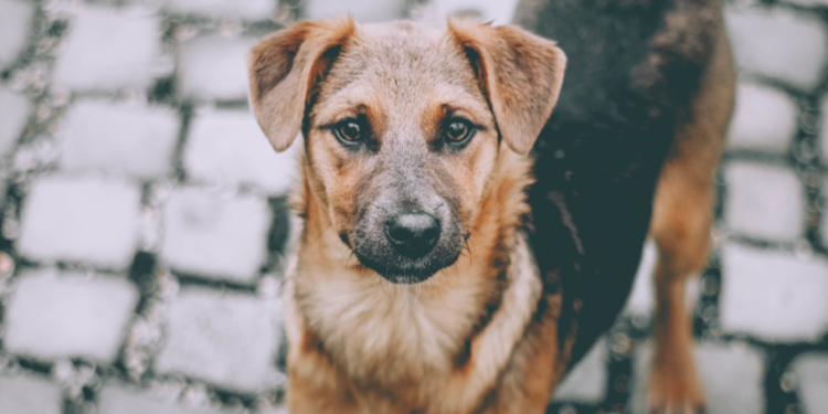 Россиянам хотят запретить подкармливать бездомных животных около жилых домов