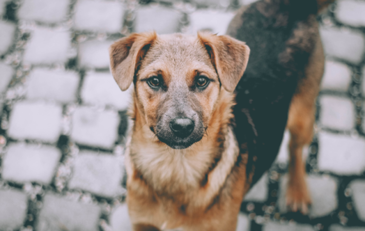 Россиянам хотят запретить подкармливать бездомных животных около жилых домов