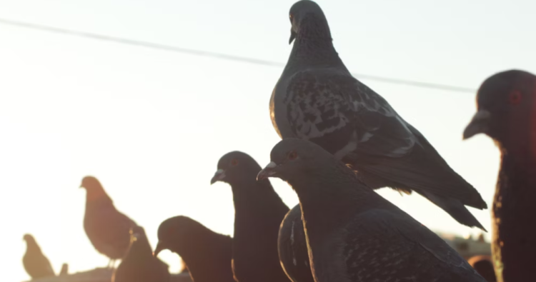 Рязанцам грозит штраф за кормление голубей на территории Рязанского кремля