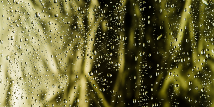 В среду в Рязанской области ожидается дождь, гроза и до +27 градусов