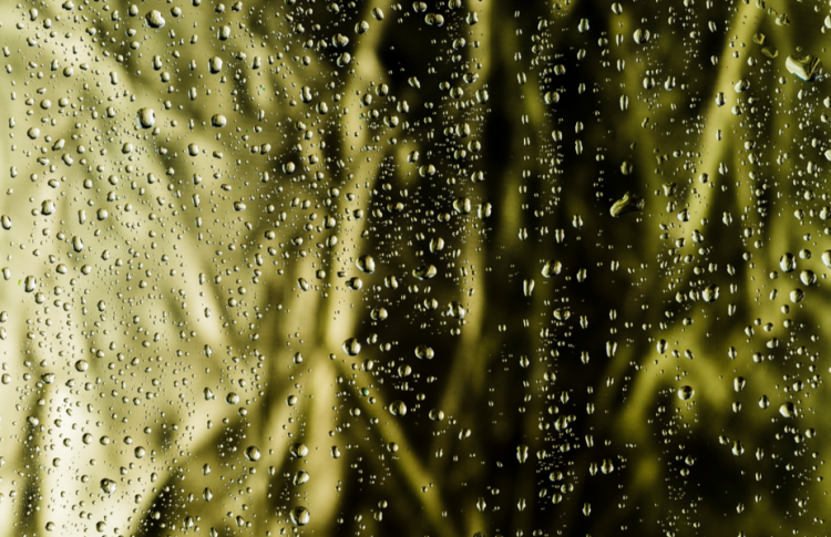 В среду в Рязанской области ожидается дождь, гроза и до +27 градусов