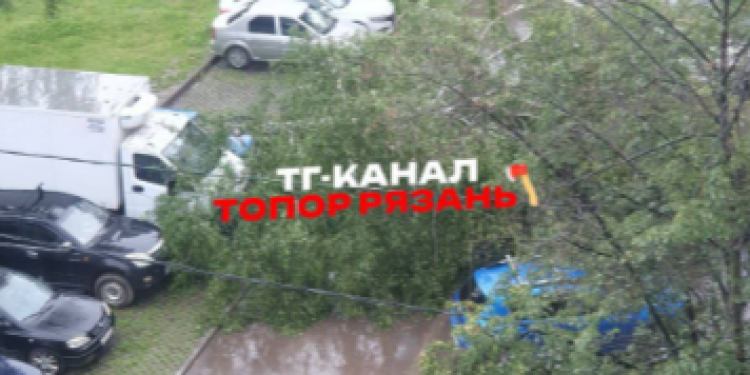 В Рязани на припаркованные автомобили упало дерево