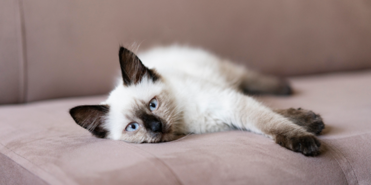 Из Рязанского региона в Узбекистан и Грузию отправились кот и пес