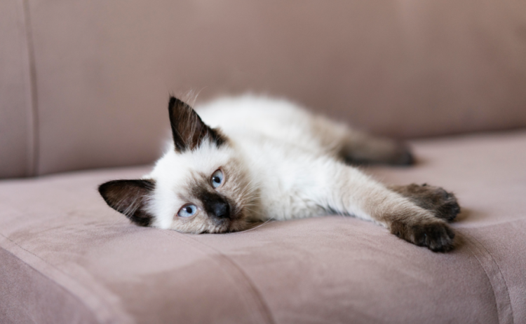 Из Рязанского региона в Узбекистан и Грузию отправились кот и пес