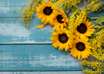 Август в Центральной России будет умеренно теплым Август в Центральной России будет умеренно теплым