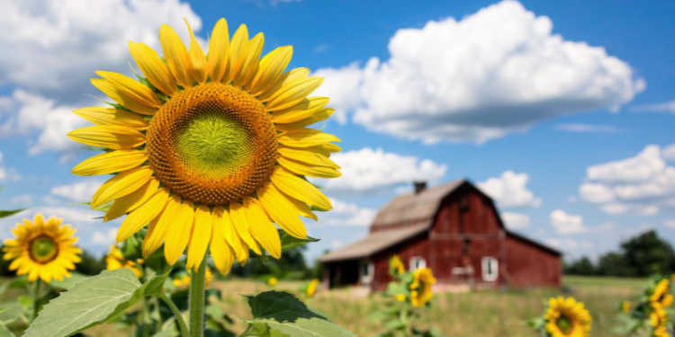 В пятницу в Рязанской области ожидается дождь и до +30 градусов