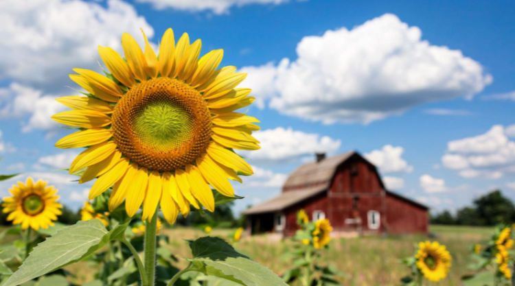 В пятницу в Рязанской области ожидается дождь и до +30 градусов