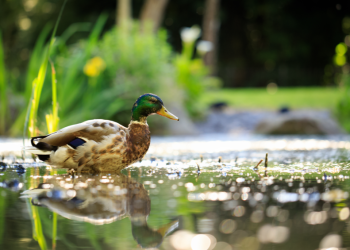 Работы по благоустройству рязанского пруда "Серая шейка" не успеют завершить в срок Работы по благоустройству рязанского пруда «Серая шейка» не успеют завершить в срок