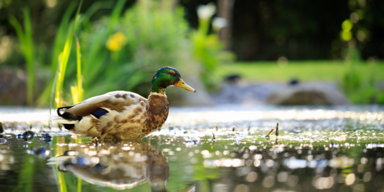 Работы по благоустройству рязанского пруда "Серая шейка" не успеют завершить в срок Работы по благоустройству рязанского пруда «Серая шейка» не успеют завершить в срок