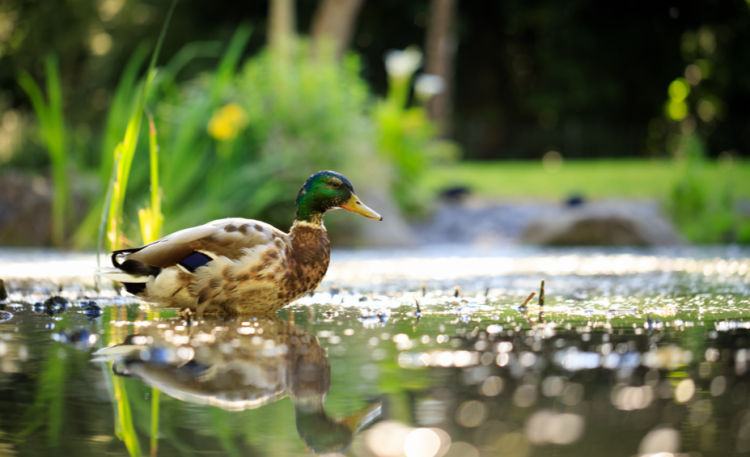 Работы по благоустройству рязанского пруда "Серая шейка" не успеют завершить в срок
