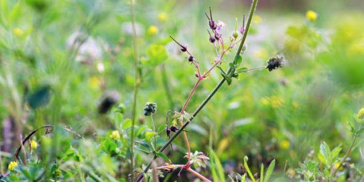 В Старожиловском районе ввели карантин из-за повилики В Старожиловском районе ввели карантин из-за повилики