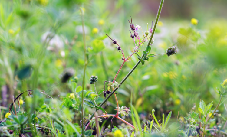 В Старожиловском районе ввели карантин из-за повилики