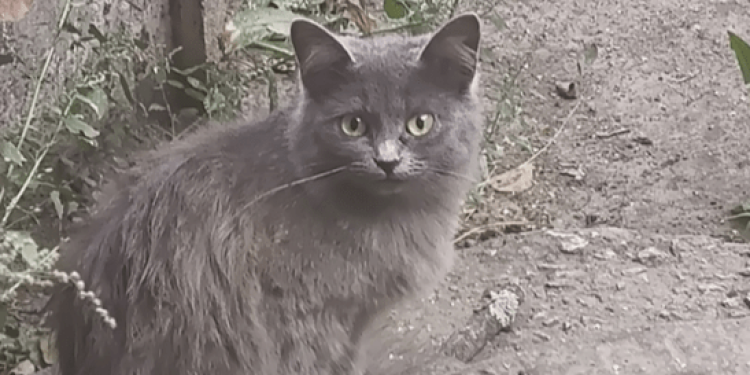 17 августа в рязанском Лесопарке пройдет выставка бездомных животных «Пойдем домой!»