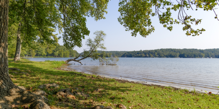 В аренду на 49 лет сдадут берег Ласковского озера в Рязанском регионе