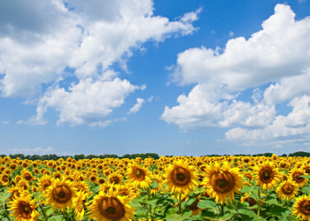Синоптик Позднякова: жарких дней в августе в Центральной России не ожидается Синоптик Позднякова: жарких дней в августе в Центральной России не ожидается
