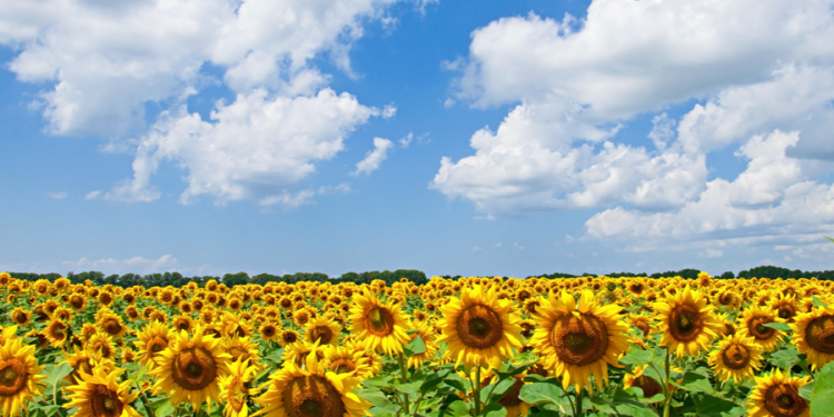 Синоптик Позднякова: жарких дней в августе в Центральной России не ожидается