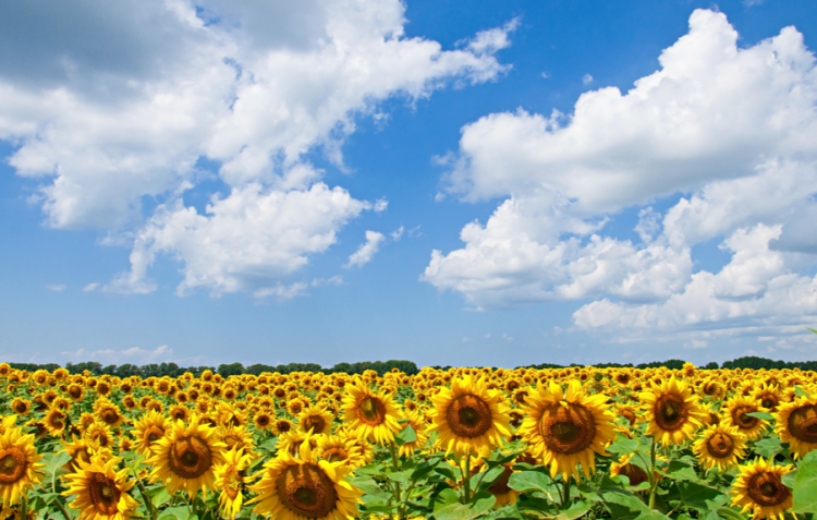 Синоптик Позднякова: жарких дней в августе в Центральной России не ожидается