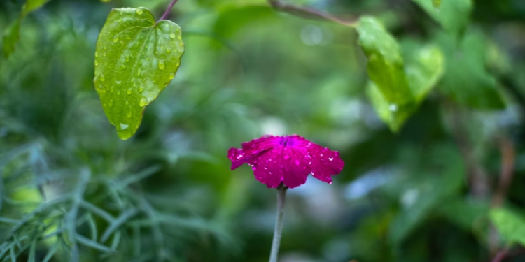 В среду в Рязанской области ожидается дождь и до +19 градусов