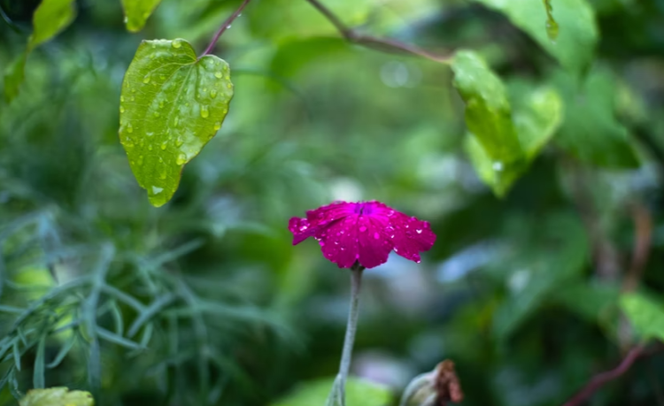 В среду в Рязанской области ожидается дождь и до +19 градусов