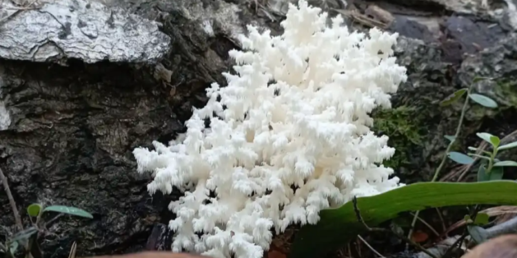 Рязанские грибники обнаружили в лесу ежовик коралловидный