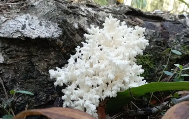 Рязанские грибники обнаружили в лесу ежовик коралловидный