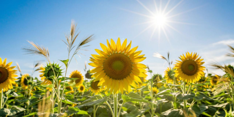 В четверг в Рязанской области потеплеет до +21 градуса