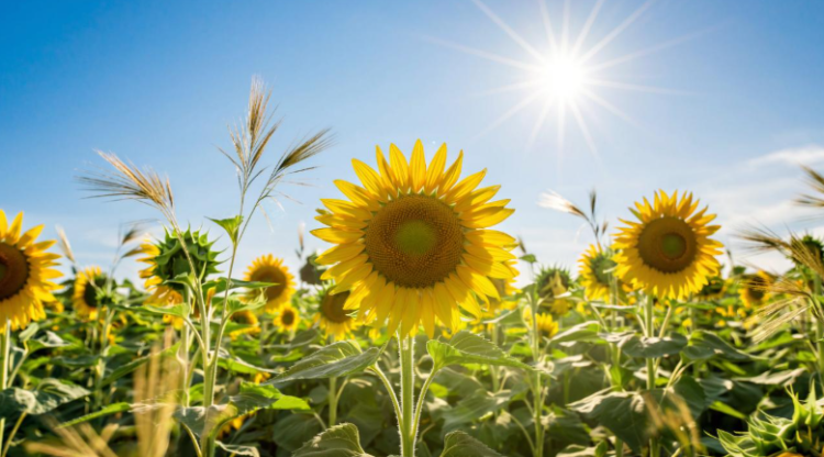 В четверг в Рязанской области потеплеет до +21 градуса