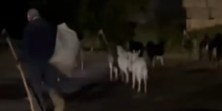 Ночью горожане засняли мужчину, выгуливающего коз в рязанской Горроще