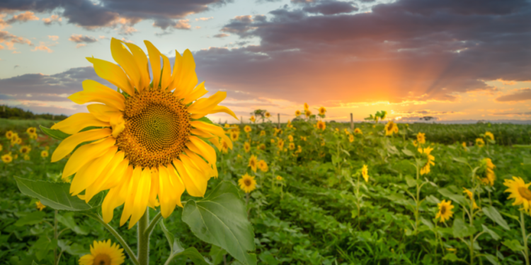В пятницу в Рязанской области ожидается небольшой дождь и до +24 градусов