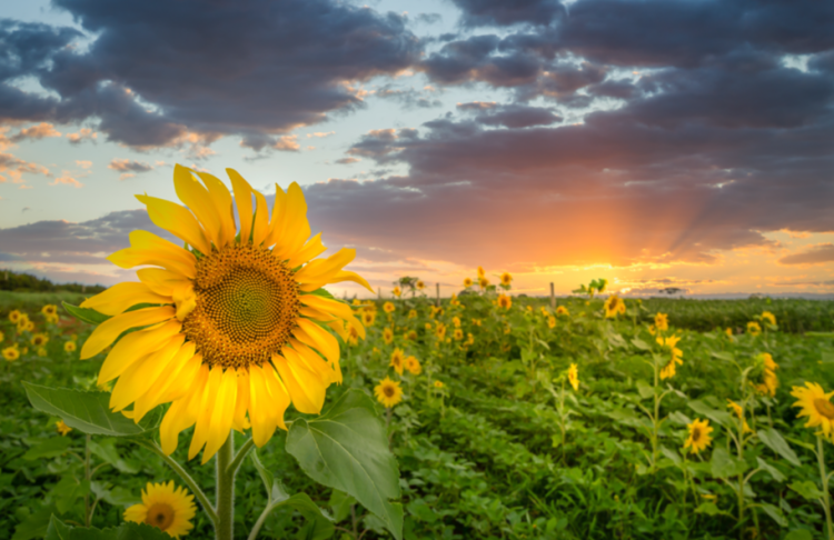 В пятницу в Рязанской области ожидается небольшой дождь и до +24 градусов