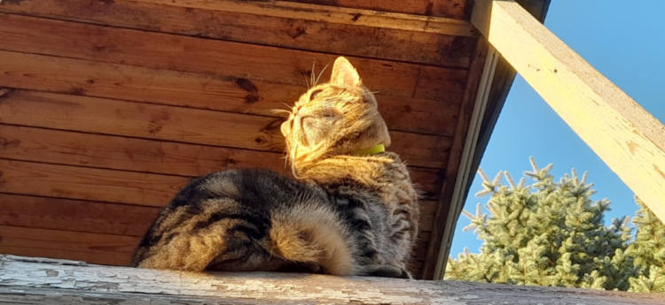 В субботу в Рязанской области потеплеет до +29 градусов