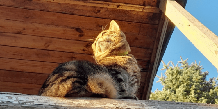 В субботу в Рязанской области потеплеет до +29 градусов